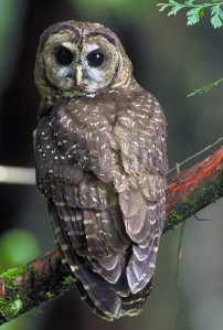 The Spotted Owl's status as the indicator species of old-growth forests, it's one of the most studied species in the world. Unfortunately, preservation efforts for this bird have been controversial in the Pacific Northwest, for obvious reasons. This is especially the case since those most vocal against its conservation are from the logging industry. 