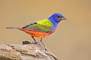 The male Painted Bunting is said to be the most beautiful bird in North America. Unfortunately, this doesn't stop it from being captured as a caged bird during its wintering in Central America. Now the species is Near Threatened.