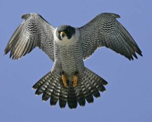 The Peregrine Falcon is the fastest animal in the world flying over 200 mph during its characteristic hunting stoop. It's also among the most widespread, seen in almost every place on earth except extreme polar regions, very high mountains, most tropical rain forests, and New Zealand.