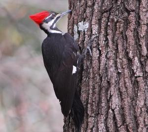 The Pileated Woodpecker may not be a rare bird, but its sheer size makes its presence unmistakable. Not to mention, its association with the Ivory-Billed Woodpecker makes it a good fit as the state bird of Arkansas.
