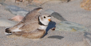 Like many plovers, the Piping Plover is known to feign a 