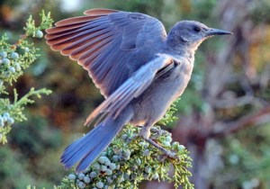Now the Pinyon Jay isn't a common bird in Idaho, people in this state seem to hold some kind of affection for it. Nevertheless, their highly social behavior makes them a rather dependable presence in the state.