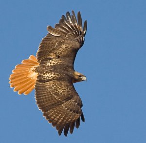 The Red-Tailed Hawk is the most common hawk of North America. It is a large sharp-taloned bird that can be aggressive when defending their nests and territories. When courting, these birds fly with their legs beneath them, sometimes locking talons. Mated pairs typically stay together until one of them dies.