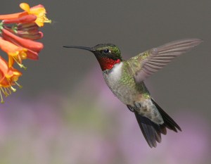 The Ruby-throated Hummingbird is the only breeding hummingbird in eastern North America. But in terms of area, it occupies the largest breeding range in the continent. Still, it's said that people in North Carolina love this little hummingbird that many put hummingbird feeders to watch them. 