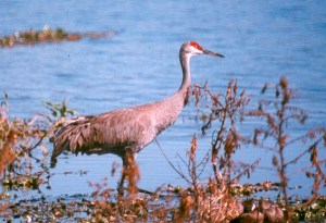 The Sandhill Crane may only be a migratory visitor to Nebraska. But from February to April each year, 500,000 of them return to feed at Nebraska's Platte River as one of the largest congregation of birds of North America. Such event attracts 12,000 to 15,000 tourists and there's even a Crane festival in March.