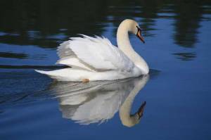 The Trumpeter Swan is the largest North American waterfowl. However, while the commercial trade in swan skins and excessive hunting have led to significant decline, populations have been increasing where they've been introduced. Wisconsin being one of those states that has.