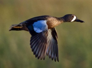 The Blue-Winged Teal is among the latest ducks to migrate northward in the spring, and one of the first to migrate southward in the fall. They can also migrate long distances with some going all the way from Canada to South America. And since North Dakota is known as America's duck nursery, it would make an appropriate state bird.