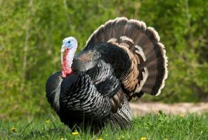 Since Massachusetts was the site of the First Thanksgiving, I thought it would only be appropriate that its state bird be the Wild Turkey. Of course, unlike their domesticated counterparts, they're actually quite smart as well as agile flyers. However, they usually can't fly higher than a quarter mile.