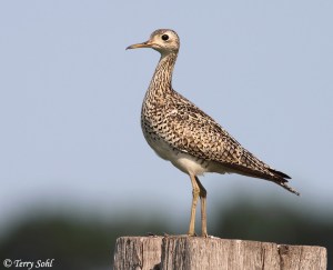 The Upland Sandpiper is a shorebird of grasslands, preferring the open grassy areas of the Great Plains. Hunting and loss of habitat have caused its population to decline since the 19th century. 