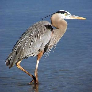 The Great Blue Heron is a majestic sight whether poised on a river or cruising a coastline with slow, deep, wingbeats. Though it may seem motionless and slow moving at times, it can strike like lightning to grab a fish or snap a gopher. Can also hunt at night or day.