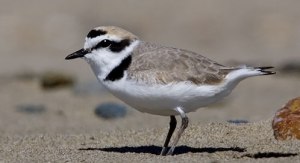 The Snowy Plover raises 2 broods a year, sometimes 3 in places where the breeding season is long. When the chicks hatch, the female deserts her mate and her brood as well as initiates a new breeding attempt with a different mate. Yeah, I know it's kind of neglectful, but it's sometimes how nature works, man.