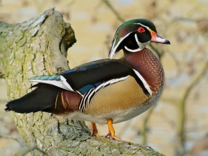 The Wood Duck is one of the most colorful and stunningly beautiful waterfowl of North America. It is a perching duck that nests in trees or nesting boxes if available. And these nesting boxes have helped increased its breeding population, especially in Tennessee.