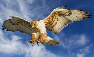 The Ferruginous Hawk is the raptor of the open country and the largest hawk in North America. It is often mistaken for an eagle due to its size, proportions, and behavior. It's also the most adaptable nester of the raptors as well.
