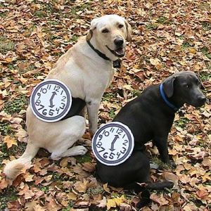 For your pets, this is a relatively simple costume. I mean at least it doesn't take much time to put the watches on.