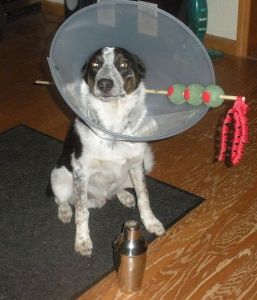I bet this dog's owner is dressing up as James Bond for Halloween. If so, then it's a martini, shaken, not stirred. Of course, kind of humiliating being in a cone.