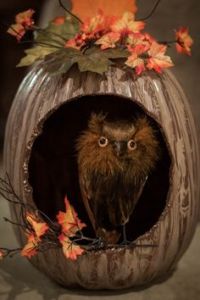 Now this is quite rustic for a pumpkin diorama. But still, really like the owl in its hole. Not very scary but very fitting for fall.