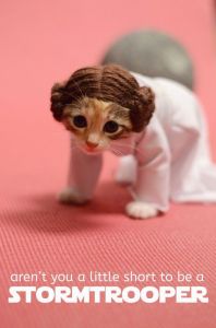 Well, even fans tend to dress their pets once in awhile. Still, I like the cat's Princess Leia wig for some reason.