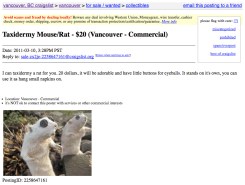hilarious_craigslist_ad_taxidermy_mouse__rat