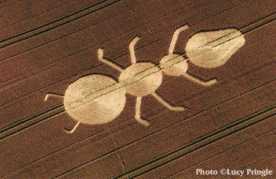 ant-crop