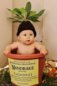 Not sure why they have babies wearing mandrake costumes. Yet, at any rate, this is cute.