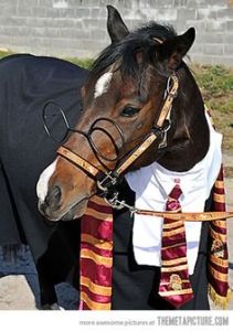 Yes, that's a Harry Potter horse. How that came to be, I don't have the slightest idea.