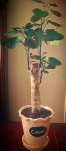 Don't think Groot had any leaves in Guardians from the Galaxy. Still, this is so adorable.