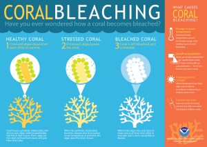 Due to climate change and ocean acidification, coral reefs are becoming increasingly under threat by coral bleaching. Bleached coral has no algae and becomes vulnerable to disease and has no major source of food. Coral bleaching is very serious threat to reefs as well as marine ecosystems everywhere.