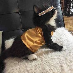 Yes, it's a cat dressed as La Forge as you can see. I'm sure some people might find this incredibly cute.