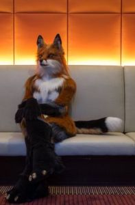 So what is this fox waiting for? An easy meal. Beats me.