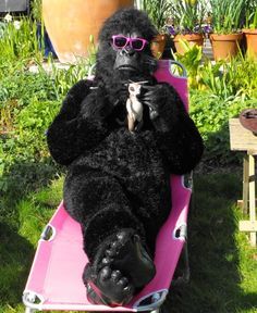 Wouldn't expect to see anyone knit in a gorilla suit. But that's pretty funny.