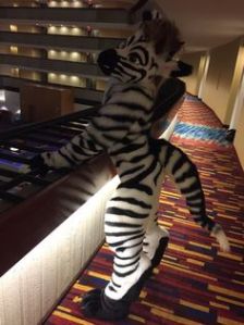While zebras are horses, they were never domesticated because they have very bad tempers. Given that they're lion prey, this is understandable.