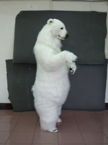 Well, that looks quite realistic for an animal costume. But real polar bears aren't friendly. Remember that.