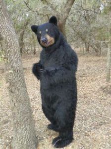 This is probably a costume you shouldn't wear at a campground or park, for obvious reasons. Because black bears are more common than grizzlies.
