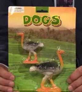 Dammit, those are ostriches. Yeah, someone has no idea what a dog looks like. 