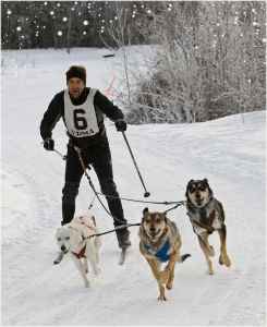 dumb_olympics_skijoring_3_dogs