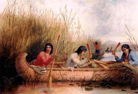 rice-gatherers-eastman