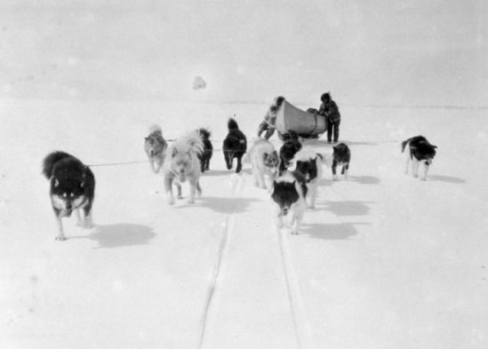 Sled-dogs-archives-e1312915857730