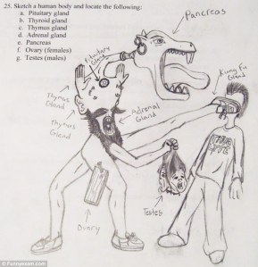 Guess this was not what the teacher had in mind when it came to the endocrine system. But this kid sure has a talent for drawing.