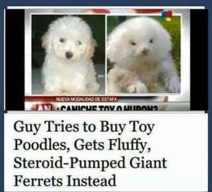 Okay, that picture on the right does not look like a dog at all. How this guy couldn't tell the difference between a dog and a ferret, I don't understand.