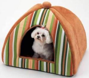 Yes, I know it's ridiculous because a lot of state and national parks don't allow pets. But it makes a great photo op.