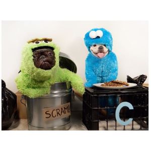 By that, I mean Sesame Street. One dog is dressed as Oscar the Grouch. The other as Cookie Monster.