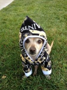 For one, New Orleans isn't a cold place during the winter. Secondly, even if it was, dogs already have something that keeps them warm and dry in colder weather just fine. It's called fur.