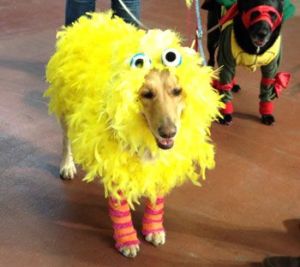 Yes, this dog is covered in yellow feathers. Don't ask. It's just that it's playing Big Bird. 