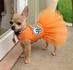 I don't think this little dog is liking being in this outfit. I mean do dogs really care about sports? No. So why buy something like that? It's ridiculous.