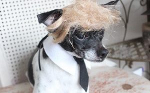 This dog understandably doesn't look happy. Well, if someone put a Trump wig on me without my consent, I would, too.