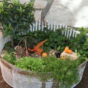 These just have Halloween decorations as well. But the black cat seems a little freaked out.