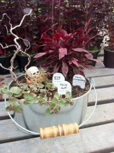I guess these are normal plants in a bucket with a large skull and grave stones. Kind of freaky but I like it.