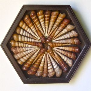 Well, it certainly resembles one. But the shells really blend into the background, don't you think?