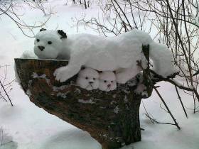 a.baa-Cute-dogs-from-snow