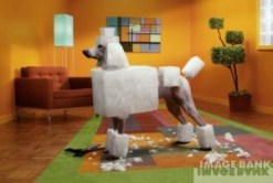 200024179-001.jpg.scaled1000-300x202